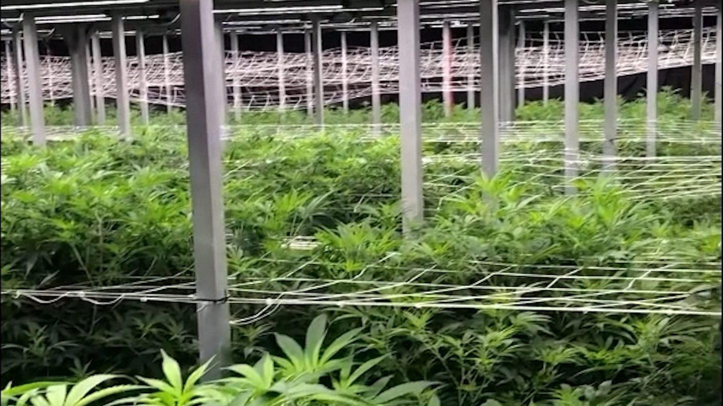 Aeroponic Cultivation